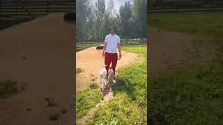 Выходные на ферме - всегда хорошая идея, не правда ли? Экскурсии для детей. +7 910 4622642 #shorts