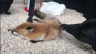 Pumpkin the blind fox taking a nap with her friends the chickens