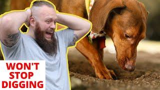 How To STOP Dogs Digging