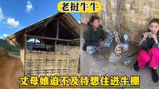 【老挝牛牛】老挝丈母娘和安娜，今天来欣赏牛棚，迫不及待的想要住进来！