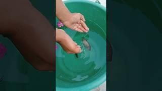 machli jal ki Rani hai #fishing #fishings #fishingtrending #fishingviral #fishingshorts