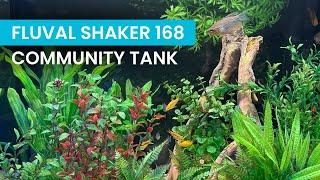 Fluval Shaker 168L: Perfect Community Aquarium Setup with Easy-to-Keep Fish! 