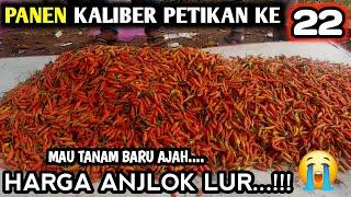  HARGA CABE RAWIT ANJLOK...!!! PANEN CABE KALIBER PETIKAN KE 22 #infopertaniancabe