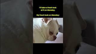 How do you look on Mondays? #businessmemes #productiveliving