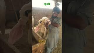 #shorts #shortvideo #newholland #youtubeshorts #usman #cow #ticktoker #viral #mashaallahماشاءالله