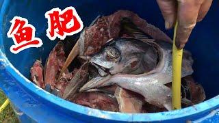 很惊讶鱼肥最好的肥料！丰富的氮磷钾钙超肥！What Happens When You Bury a Fish Homemade Fertilizer for Plants