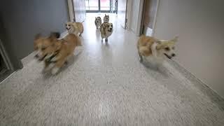 Adorable Corgis Rush Into Ohio State's Newly Opened Frank Stanton Veterinary Spectrum of Care Clinic