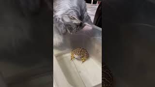 Cat’s funny reaction when confronted with a frog  #music #cat #kittenmusic #aww