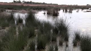 Saving the Murray hardyhead