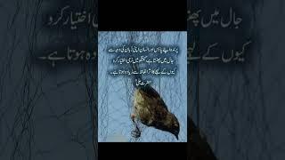 Hazrat Ali quotes