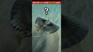 ये है दुनिया की सबसे अनोखी पंखों वाली मछली| flying fish#shortvideo #shortfeed #fish #viralreels#yt