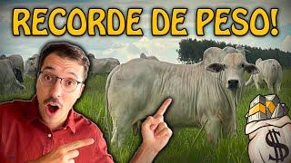 EMBARCAMOS GADO GORDO NO DOMINGO! E Batemos Recorde no Peso!