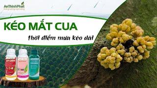 KÉO MẮT CUA THỜI ĐIỂM MƯA KÉO DÀI | An Thịnh Phát