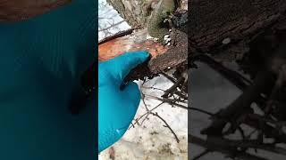 КАК ОБРЕЗАТЬ СТАРУЮ ЯБЛОНЮ #сад #обрезка #яблоня