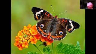 Marion Audubon Society Presents - Butterflies and Moths of Central Florida by member Leroy Simon.