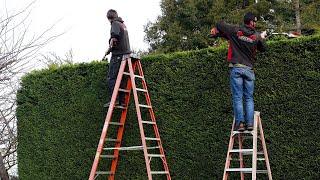 Hedge Trimming Large Shrubs! | Time-Lapse