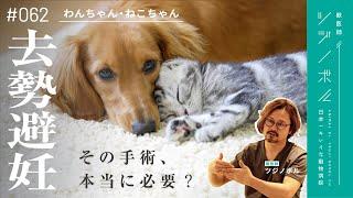 【犬猫】絶対に手術しろなんて言わない！獣医師が伝えたい去勢避妊手術の全て【獣医師ツジノボル】