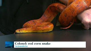 Red corn snakes