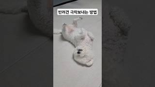 5분만에 반려견 극락 보내는 방법.