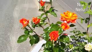 Trandafiri plantati cu costuri reduse( Roses planted with low costs)