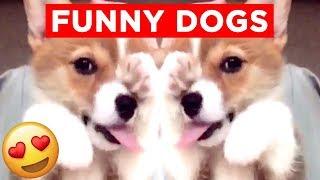 GOOD DOGGOS AND PUPPERS!! | Candid, Funny And Cute Dog Videos!! | Mas Supreme