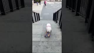 The Smart Dog #doglover #cute #puppy #cutedog