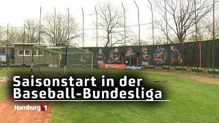 Saisonauftakt in der Baseball-Bundesliga: Hamburg Stealers gegen Dohren