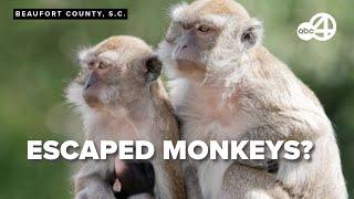 43 monkeys escaped from the Alpha Genesis Primate Research Center