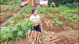 Harvesting cassava, Gardening, growing Vegetables, Sowing seeds - Thúy Building Farm