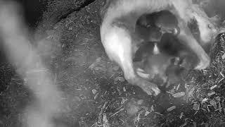 Newborn Endangered Mexican Wolf Pups Cuddle with Mom