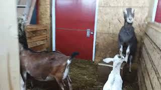 It's Still Pouring Rain  but these Goats don't care vlog 145