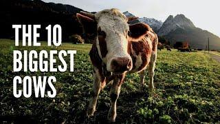 Top 10 Largest cattle breeds In The World-biggest cows and bulls!