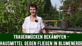 Trauermücken bekämpfen - Hausmittel gegen Fliegen in Blumenerde