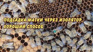 пчеловодство, подсадка матки через изолятор , хороший способ