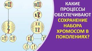 2. Какие процессы обеспечивают сохранение набора хромосом в поколениях?