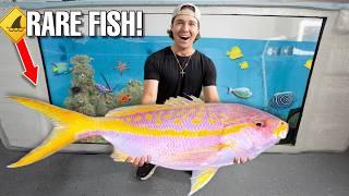 Catching WILD FISH From SALTWATER REEF For My 3000G POND!