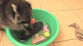 PET RACCOON LOVES WASHING THINGS IN BUCKET