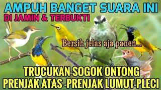 AMPUH SUARA PIKAT UNTUK SEMUA BURUNG KECIL DIJAMIN PANEN