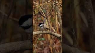 Black Capped Chickadee Bird Sound Nature Small Grey Bird with Black head