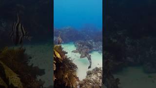 This Shark Can Bite Its Own Tail | Wobbegong Defense Behavior