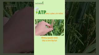 NHỮNG NGUYÊN NHÂN GÂY RA BỆNH LEM LÉP HẠT | An Thịnh Phát