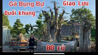 VD 543 Leo văn Tùng (biệt danh gã bụng bự) ông chùm cây cổ thụ giao lưu cây duối khủng 80 tr