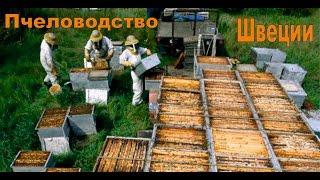 Пчеловодство в Швеции Beekeeping in Sweden