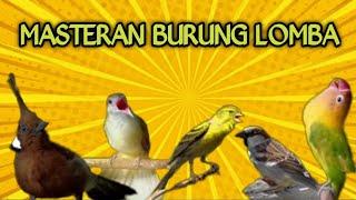 Masteran Burung Full Tembakan || Masteran Isian Untuk Burung Lomba