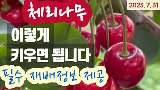 체리나무 키우기 - 재배 전과정 핵심정리 #체리나무 전정 #체리품종 추천