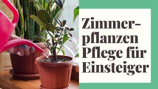 13 EINFACHE TIPPS: Zimmerpflanzen Pflege für Einsteiger