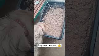 Фунтик первый снимает пробу с кашки #short #animals
