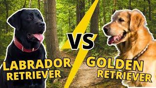 Labrador vs Golden Retriever: Welcher ist der bessere Apportierhund?