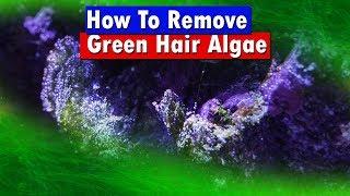 How To Get Rid of Green Hair Algae in a Saltwater Aquarium Reef Tank