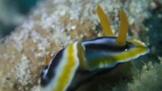 #170123 #Okinawa #Diving #Moving of Nudibranch